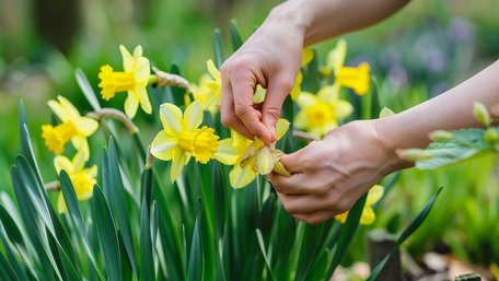Зробіть це правильно: як обрізати відцвілі нарциси і позбутися шкідників та хвороб