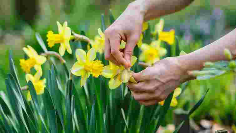 Зробіть це правильно: як обрізати відцвілі нарциси і позбутися шкідників та хвороб