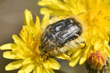 Найбільш небезпечний шкідник для саду навесні: як боротися з оленкою волохатою