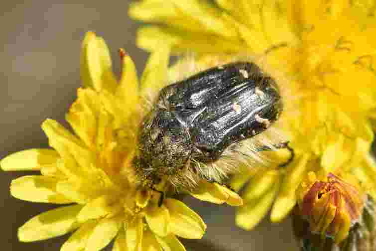 Найбільш небезпечний шкідник для саду навесні: як боротися з оленкою волохатою