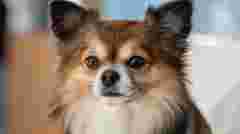 Причина не в розмірі: чому маленькі собаки часто такі голосні й агресивні