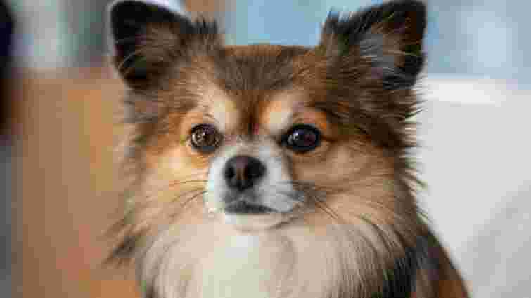 Причина не в розмірі: чому маленькі собаки часто такі голосні й агресивні