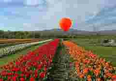 Дизайнерку парку Vengreenery на Буковині оштрафували за самовільно захоплені землі 