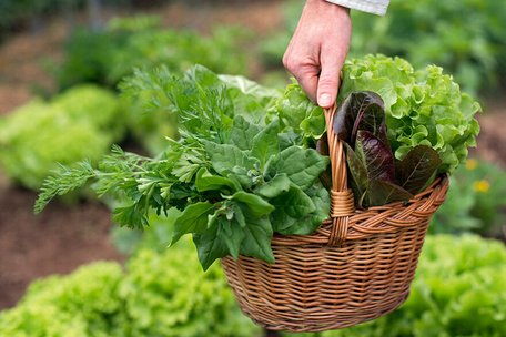 Вирішальний день: чи справді не можна садити город до Благовіщення