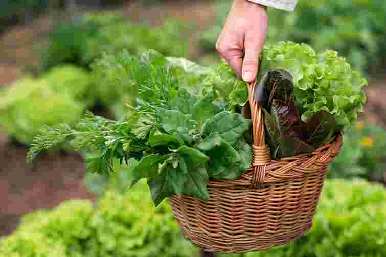 Вирішальний день: чи справді не можна садити город до Благовіщення