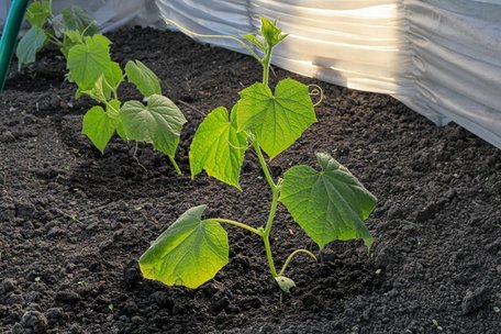 Не робіть цього надто рано: коли можна починати садити огірки у відкритий ґрунт
