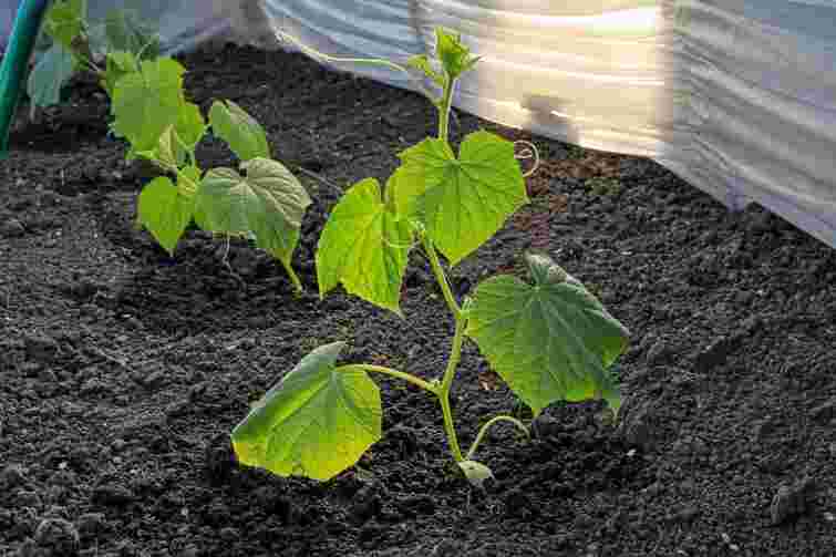 Не робіть цього надто рано: коли можна починати садити огірки у відкритий ґрунт