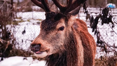 Поліція розшукала водійку, яка збила відомого на Рівненщині оленя Бориса