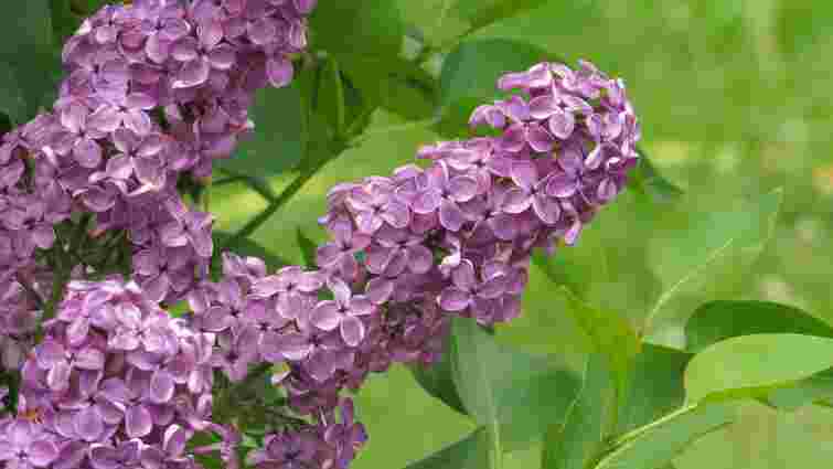 Бузок пишно зацвіте: чим треба підживити кущ уже зараз