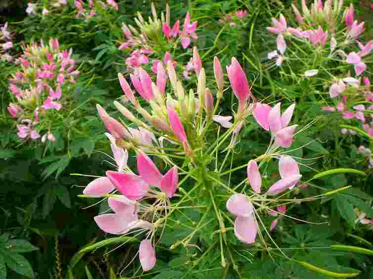Не садіть їх навесні: ці популярні квіти створять проблеми вам на ділянці