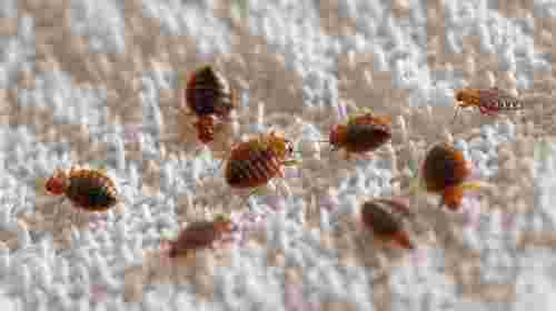 Перевірте ці місця негайно: де у квартирі найчастіше живуть клопи