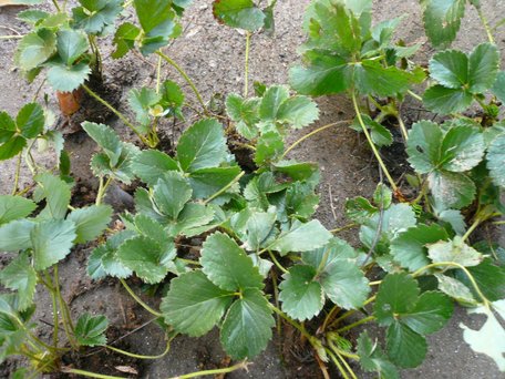 Результат буде потужний: як і чим оживити полуницю після зими