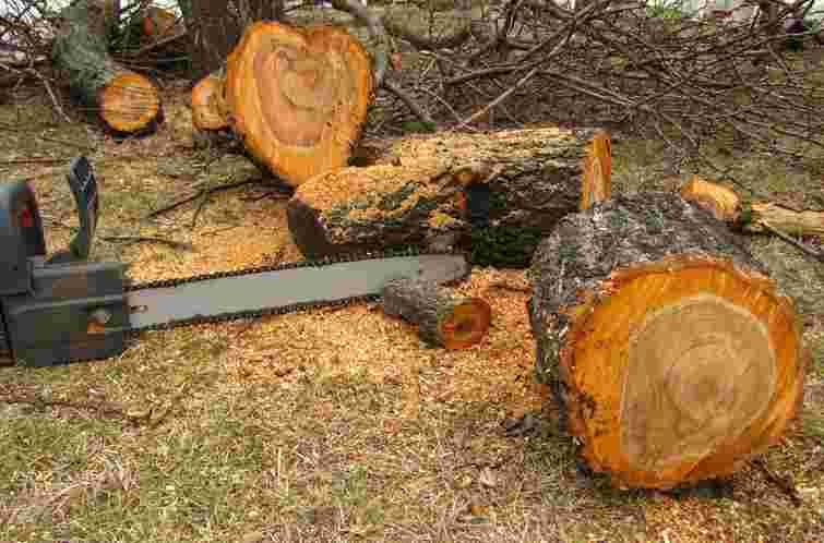 Дерево на смерть придавило 19-річного хлопця на Буковині