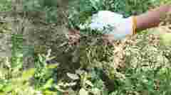 Змішайте ці три прості інгредієнти: як позбутися бур’янів без хімії