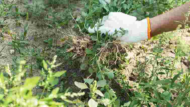 Змішайте ці три прості інгредієнти: як позбутися бур’янів без хімії