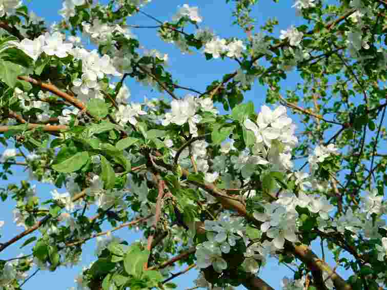 11 найкращих плодових дерев та кущів для весни: що слід посадити вже зараз