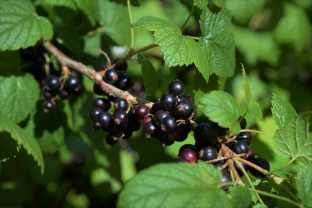 5 найкращих добрив: чим підживити навесні смородину для солодких ягід