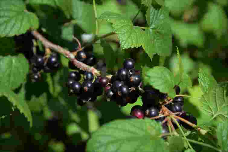 5 найкращих добрив: чим підживити навесні смородину для солодких ягід