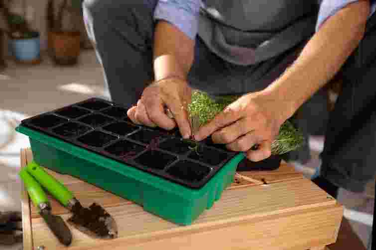 Що посіяти ранньою весною: 12 культур, які не бояться холоду