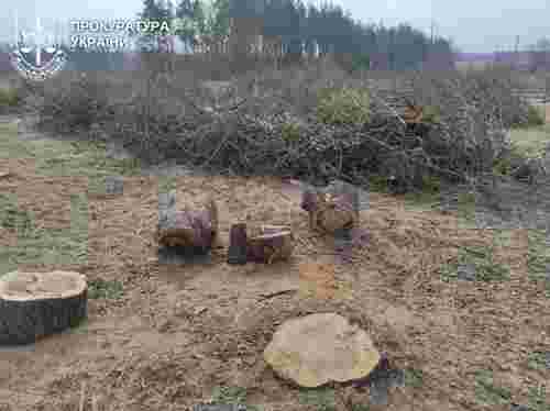 Ліснича з Рівненщини організувала незаконну вирубку саду на 4,8 млн грн
