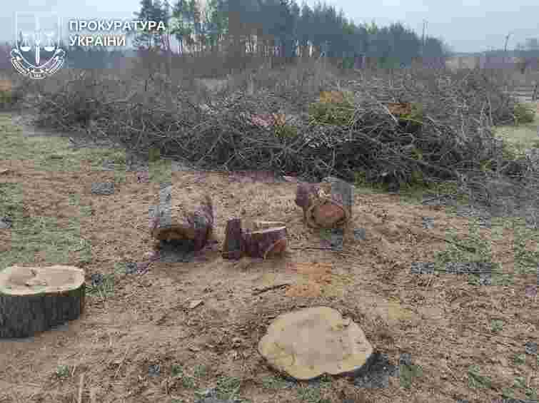 Ліснича з Рівненщини організувала незаконну вирубку саду на 4,8 млн грн
