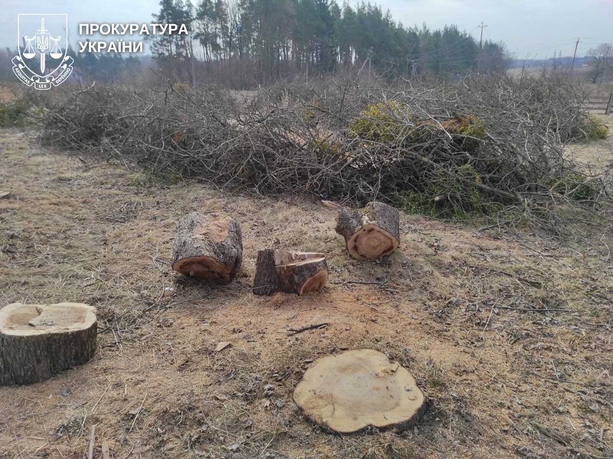 Ліснича з Рівненщини організувала незаконну вирубку саду на 4,8 млн грн
