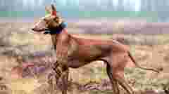 Ви про них навіть не чули: 5 незвичних порід собак 