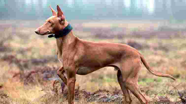 Ви про них навіть не чули: 5 незвичних порід собак 