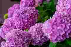 Подбайте про яскравий квітник: 7 причин, чому гортензії виглядають слабкими