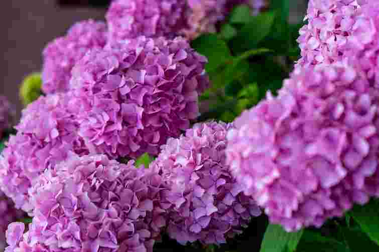 Подбайте про яскравий квітник: 7 причин, чому гортензії виглядають слабкими