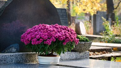 Витримають і спеку, і мороз: які квіти найкраще посадити на кладовищі