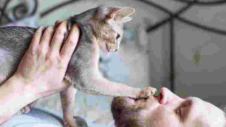 Втомився чи голодний: навіщо кіт кладе лапи вам на обличчя