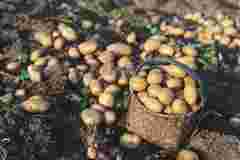 Не пропустіть ці дати: сприятливі дні для посадки картоплі у квітні