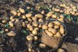 Не пропустіть ці дати: сприятливі дні для посадки картоплі у квітні