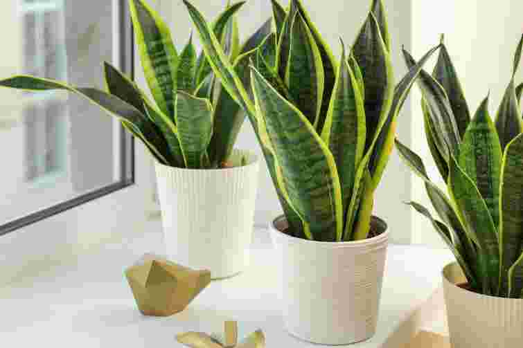 Вона теж може відчувати стрес: чому сохне листя сансевʼєрії і що з цим робити
