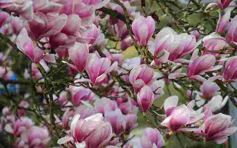 Весняні «вітаміни» для магнолії: що зробити з деревом для пишного цвітіння