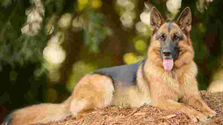 Вони готові бути поруч завжди: чотири найвірніші породи собак