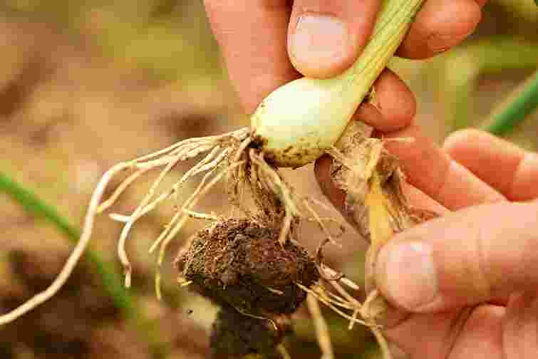 Лише органічні і безпечні методи: чим підживити озиму цибулю навесні