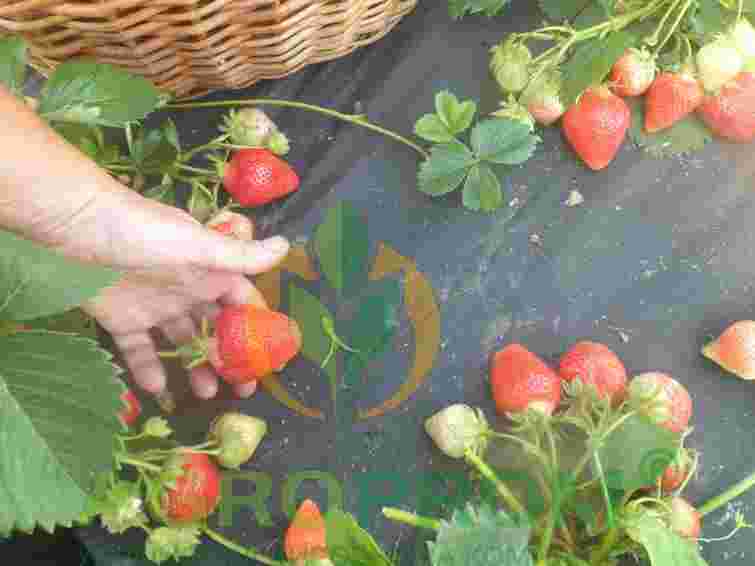 Секрет ранньої полуниці: коли ідеальний час для посадки навесні