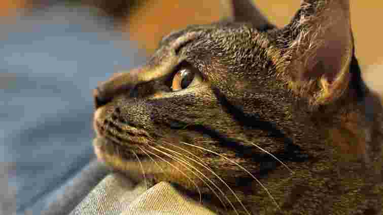 Вони показують це інакше, ніж собаки: як зрозуміти, що кіт вам відданий