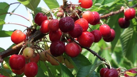 Соковиті ягоди гарантовано: чим слід підживити вишню та черешню навесні