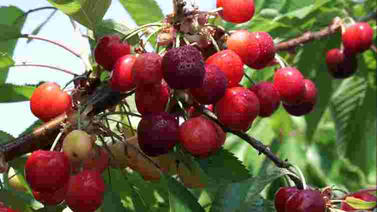 Соковиті ягоди гарантовано: чим слід підживити вишню та черешню навесні