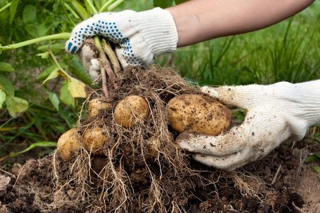 Достатньо однієї чайної ложки: як підвищити врожай картоплі без зайвих витрат
