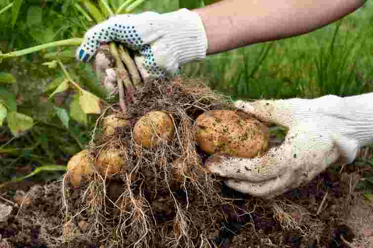 Достатньо однієї чайної ложки: як підвищити врожай картоплі без зайвих витрат