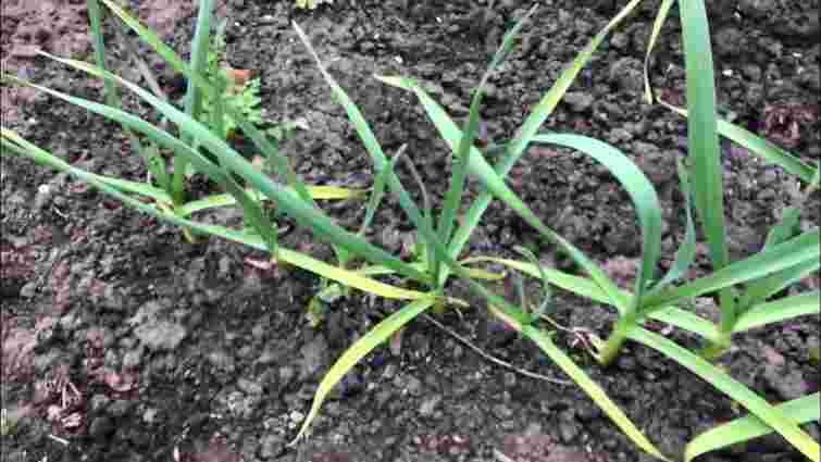 Часник миттєво позеленіє: просте підживлення для холодної весни