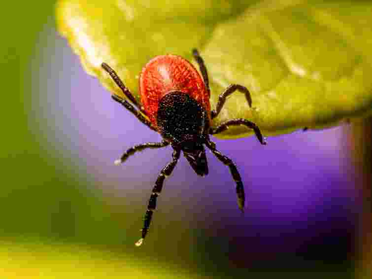 Посадіть це – і кліщі зникнуть: яка одна рослина зробить ваше літо спокійним
