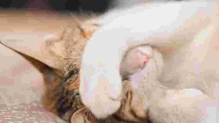 Їм не холодно: чому коти закривають мордочку під час сну