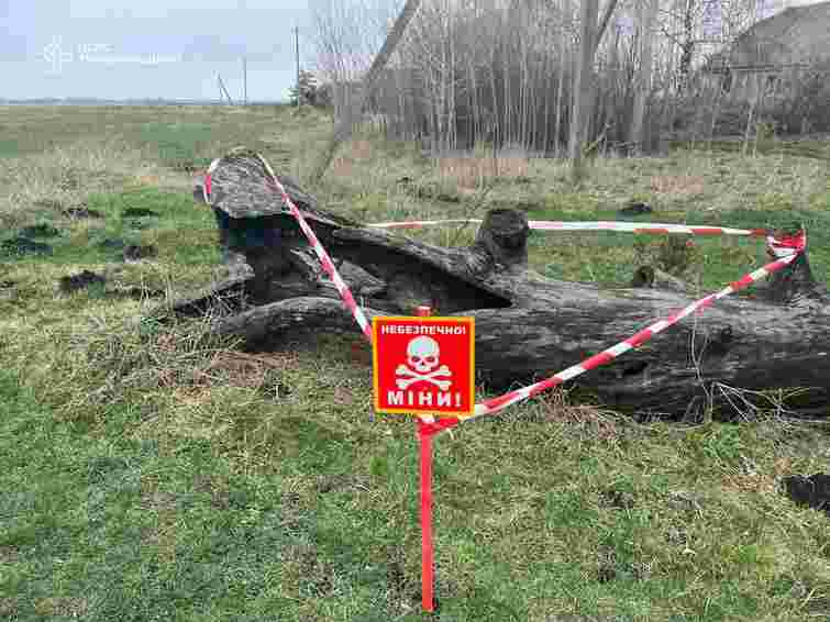 У дуплі дерева на Тернопільщині знайшли снаряд часів Другої світової війни