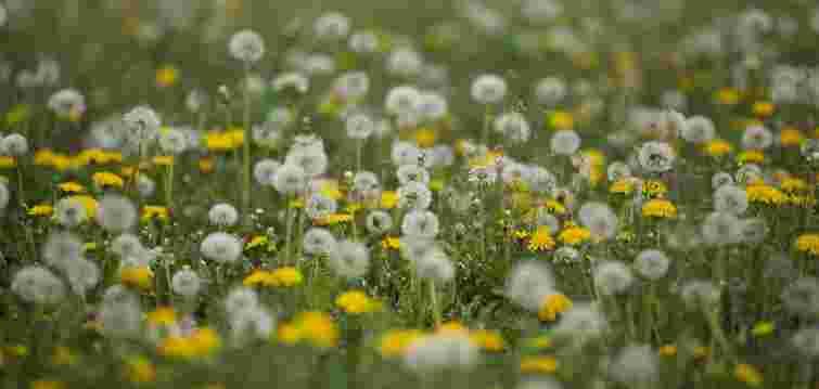 Красиві, але агресивні: як не дати кульбабам захопити увесь газон