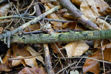 Урожай лохини збільшиться в кілька разів: як в цьому допоможуть обрізані гілки дерев